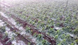 Hailstorm in 50 villages of Hisar, crops destroyed: 35 years old record broken in Adampur, Narnaund and Hansi