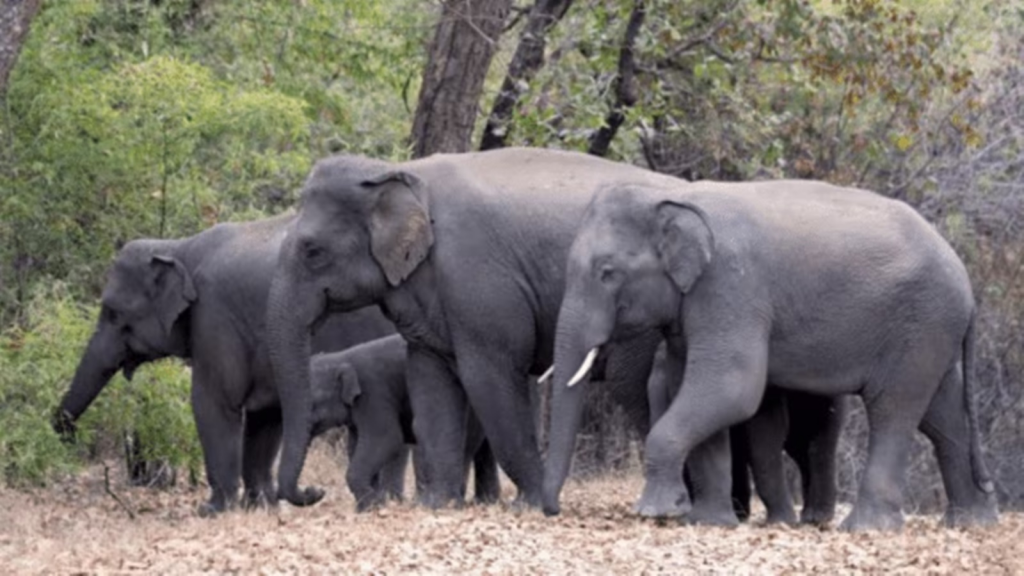 Around 857 elephants died in Odisha in last 10 years: Minister