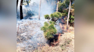 Forest Fires Erupt in Joginder nagar due to Prolonged Dry Spell