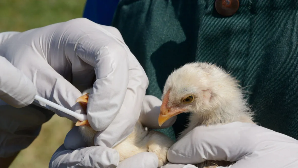 Bird flu tightens grip on California as human cases rise