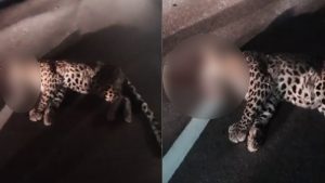 Leopard dies on National Highway in Mandi, hit by an unknown vehicle