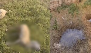 21 sheep died after drinking chemical water in Karnal