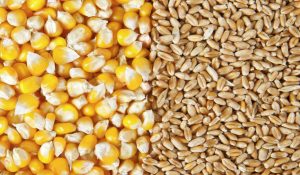 Himachal fixes highest support price for wheat, maize: Official