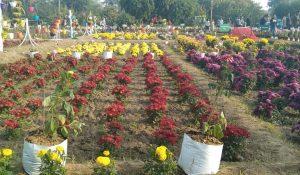 Second day of Hisar flower fair in HAU today; over 10 thousand people likely to arrive