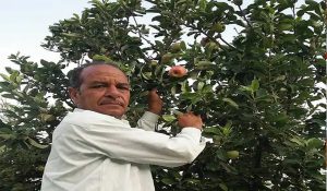 Himachal’s apple orchardist Hariman to receive Padma Shri