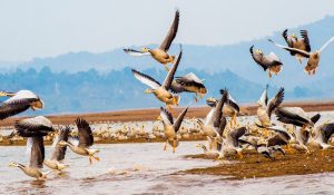 85 species of migratory birds spotted in Himachal’s Pong wetlands