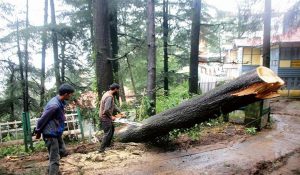 Himachal: Case of cutting 45 apple trees reach high Court, Divisional Commissioner’s decision challenged