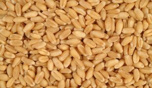 Himachal: Wheat procurement to begin from April 8, 10 centers set up