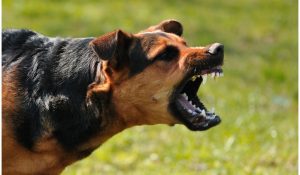 School child mauled by stray dogs in Shimla, parents stage protest