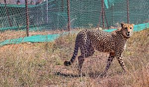 First four of eight cheetahs to be brought to India from Botswana will arrive in May