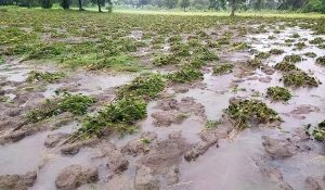 Haryana: Over 51 thousand farmers incur huge loss due to unseasonal rain and hailstorm