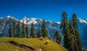 Yellow alert issued in 9 Himachal districts as rainfall surpasses seasonal average