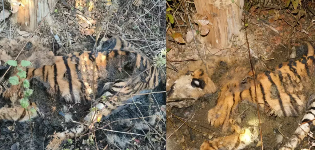 Tigress found dead in Kanha Tiger reserve, second in a fortnight