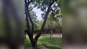Young man found hanging from tree in Jharkhand’s Dumka, family alleges murder
