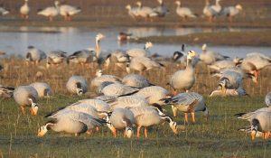 Himachal: Record number of foreign birds arrived in Pong Dam Lake