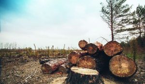 Himachal: Illegal khair cutting in Trilokpur forest, 5000 trees cut