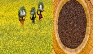 Mustard purchase stopped in Meham’s grain market; Farmers upset with the new conditions by NFC