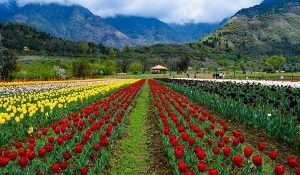 Srinagar’s tulip garden likely to open by month end