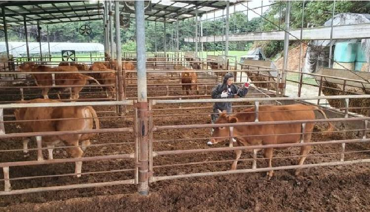 S. Korea confirms 1st foot-and-mouth disease case in almost 2 years