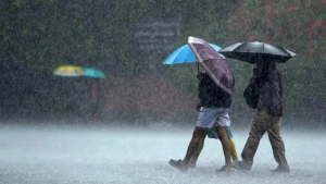 3-year-old dies after tree falls on her amid heavy rains in Bengaluru