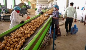 Potato processing plant to be set up in Una; Litchi, pomegranate and guava to get insurance cover
