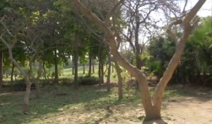 Tragic discovery: Teen boy and girl found hanging in Deer Park of Delhi