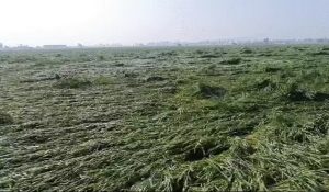 Weather change in Haryana: Strong winds damage wheat crops