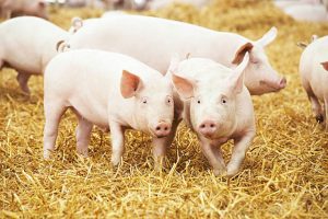 ASF kills over 1,050 pigs in 3 districts of Mizoram
