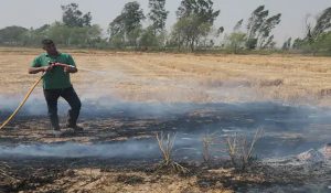 Fire broke out in 100 acres of fields in Ambala: Crop residue burnt to ashes
