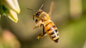 Bees attack during Hawan in mini secretariat in Hansi, 10 injured