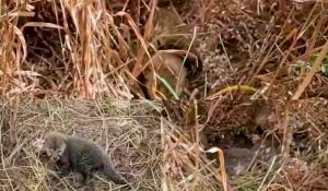 Cheetah Nirva gives birth to 5 new cubs in Kuno: Madhya Pradesh CM