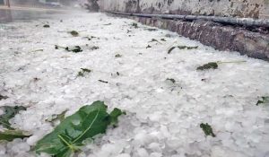Haryana Weather: Heavy Rain and Hailstorms Hit 18 Districts Amid Cold Wave