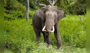 Two killed in attack by wild elephants in Chhattisgarh