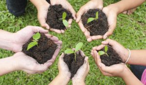 Himachal: Plantation drive across villages, govt to provide financial assistance