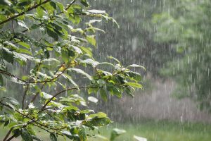Rain, gusty winds lash parts of Punjab and Himachal; IMD issues orange alert for hill districts