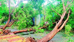 Effect of storm in Hansi: several trees uprooted, power supply disrupted