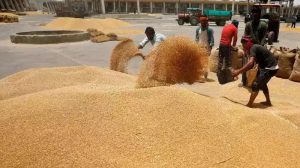 New record of wheat purchase in Israna Mandi, 5 lakh quintals of grain purchased