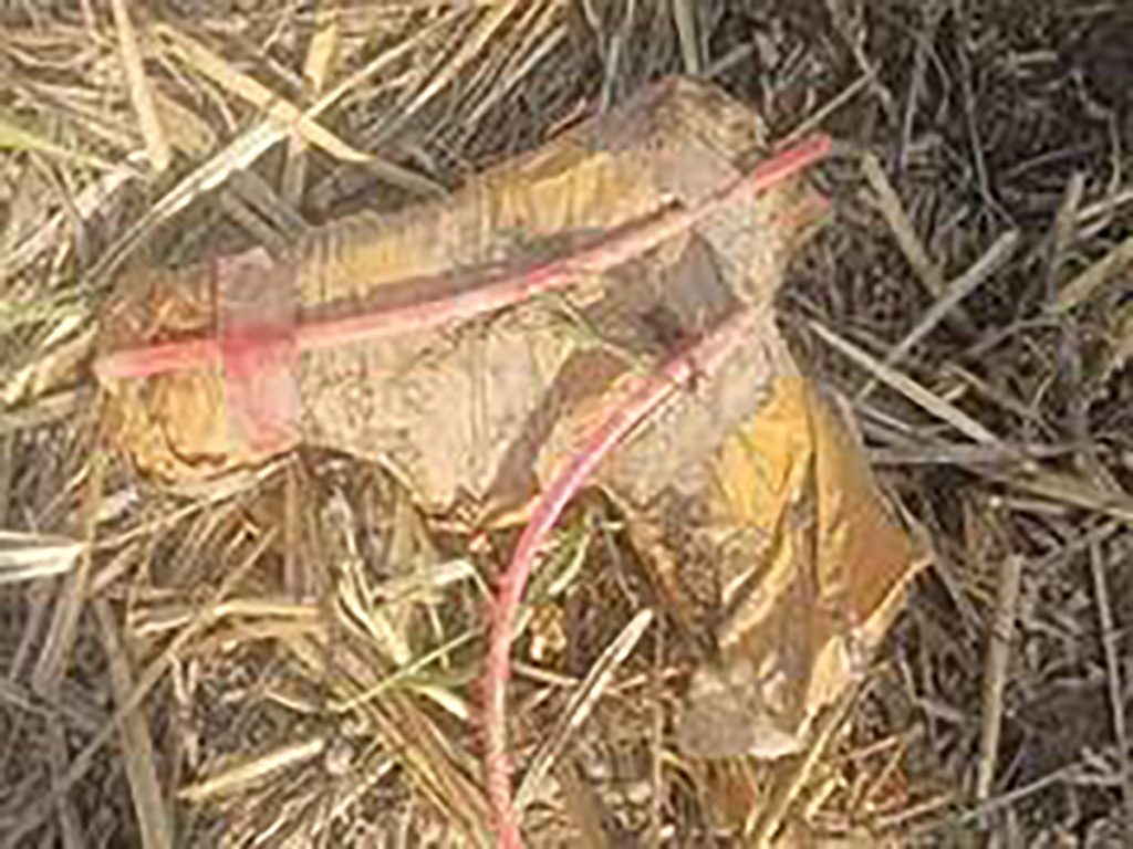 BSF recovers pistol, drone and heroin in 3 separate incidents along Punjab border