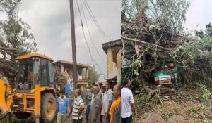 Tree falls on bricks laden truck in Kangra , 2 died