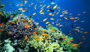 Tides of Trouble: How monsoons imperil Bay of Bengal’s marine ecosystem