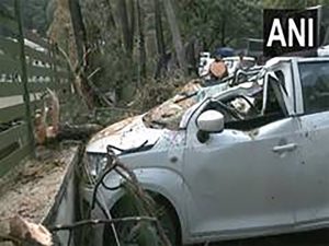 Thunderstorm in Shimla uproots tree, crushes three parked vehicles