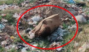 Dead Body Found in Sack Near Wadala, Murder Suspected