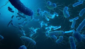Dangerous antibiotic-resistant bacteria discovered in Red Sea