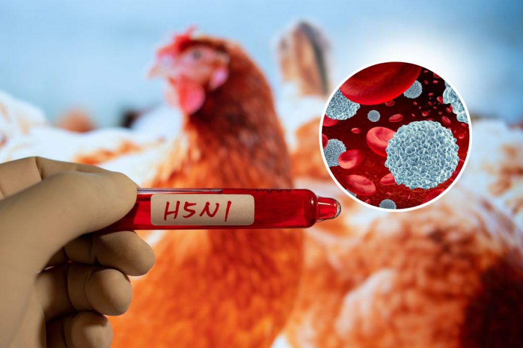Cambodia records fourth death of H5N1 bird flu in 2025