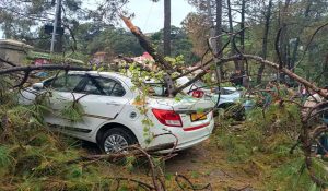 3 vehicles damaged due to falling of tree in Shimla