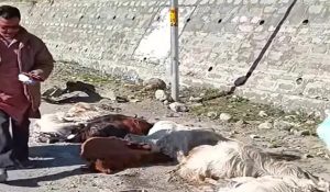 Shepherd and 10 goats died in an accident in Manali after hit by speeding taxi