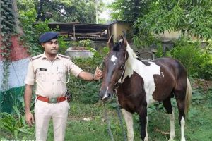 Police seize horse used for liquor smuggling, recover 50 litres of alcohol