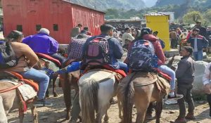 Horses and mules services resume on Kedarnath route
