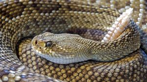 Human antibodies neutralise neurotoxins of deadliest snakes