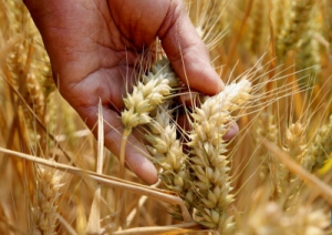 Centre’s wheat procurement at MSP rises to three-year high, up 13% from last year